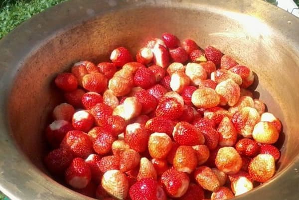 Erdbeeren in einem Aluminiumbehälter