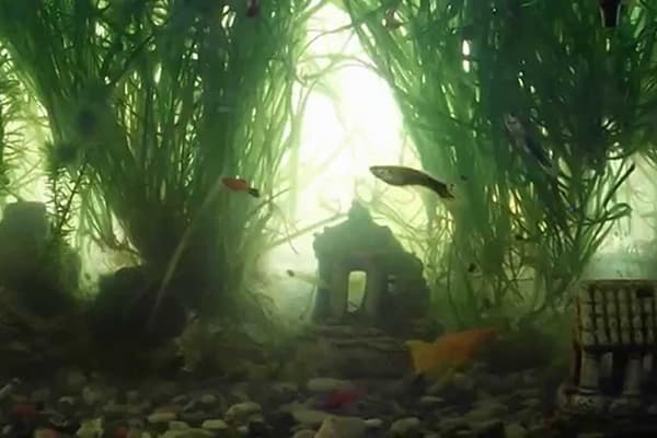 Trübes Wasser im Aquarium