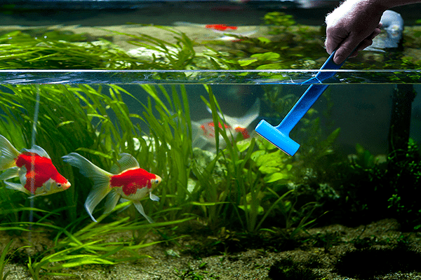 Reinigung der Aquarienscheiben mit einem Schaber