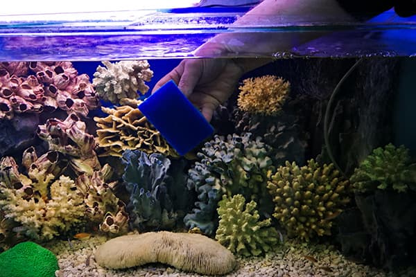 Reinigung der Aquariumscheiben