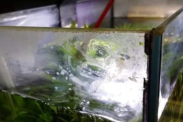 Kalkablagerungen im Aquarium