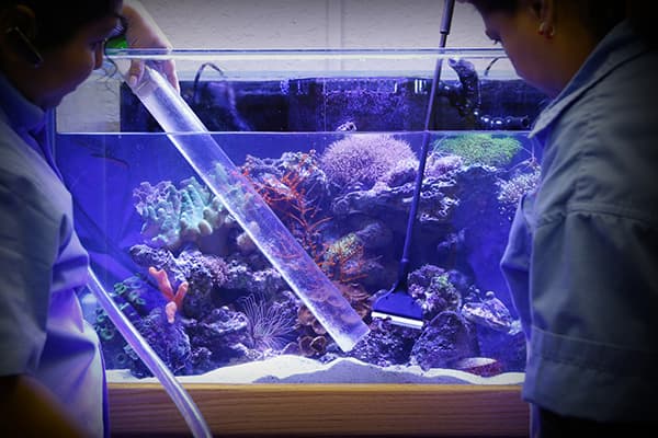 Professionelle Aquarienreinigung