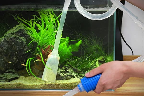 Reinigung des Bodengrunds im Aquarium mit Fischen