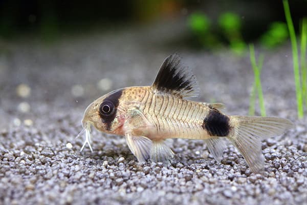 Panzerwels im Aquarium
