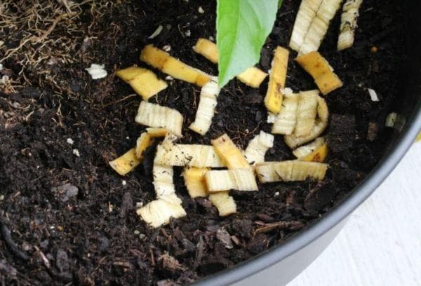 Bananenschalen zur Pflanzendüngung