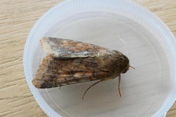 Motte