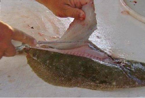 Filetieren des Fisches
