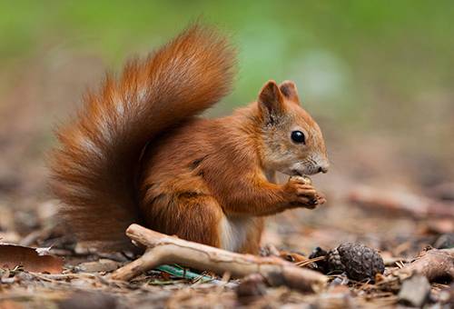 Ein Eichhörnchen knabbert an einer Zedernuss
