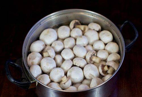 Champignons im Wasser