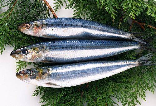 Hering auf Tannenzweigen