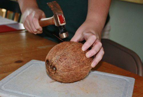 Schlag mit dem Hammer auf die Kokosnuss