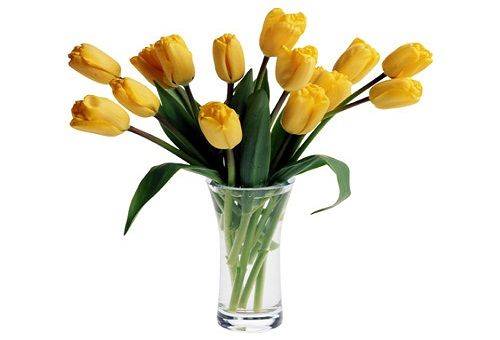 gelbe Tulpen