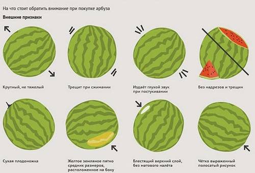 Regeln für die Auswahl von Wassermelonen