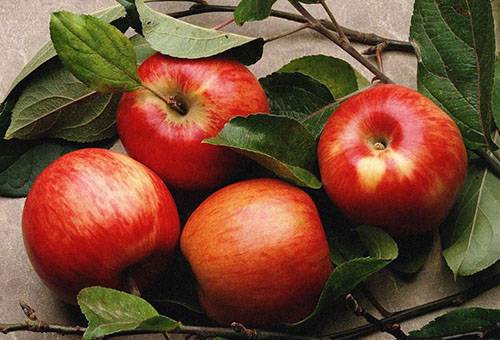 Herbstliche rote Äpfel