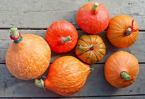 Kürbisse der Sorte Cucurbita