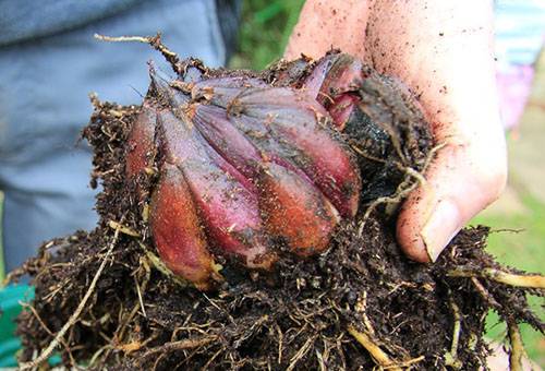 Ausgegrabene Lilienzwiebel