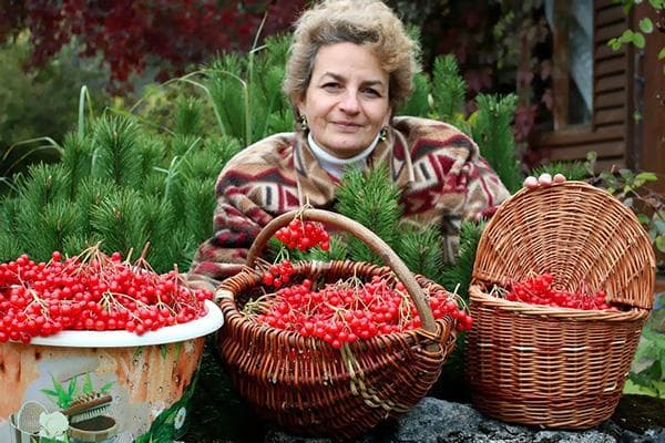 Frau mit selbstgepflückten Schneeballbeeren