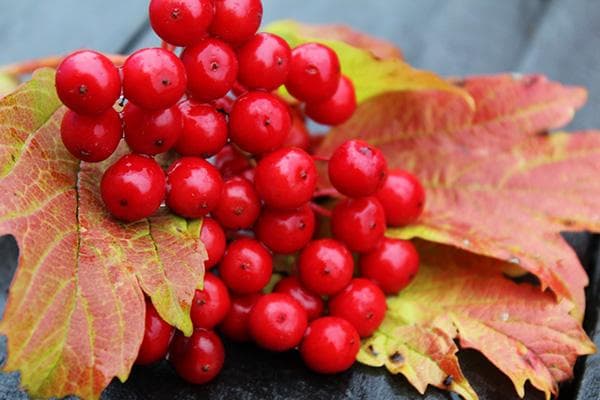 Schneeballbeeren und -blätter