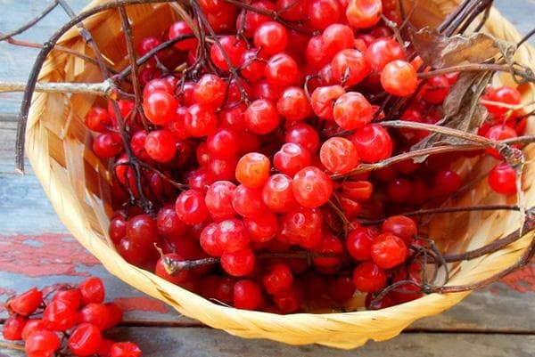 Schneeballbeeren