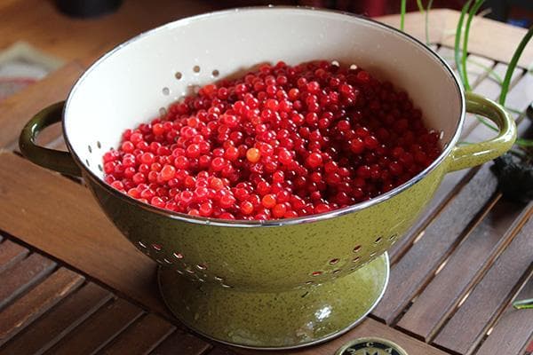 Gewaschene Beeren des Schneeballs