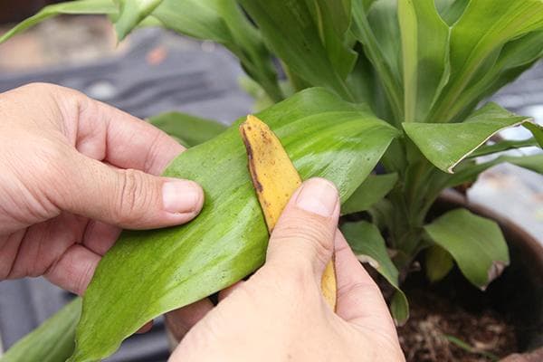 Blätter von Zimmerpflanzen mit Bananenschale abwischen