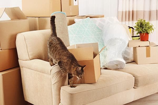 Katze in der neuen Wohnung beim Umzug