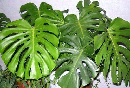 Monstera-Blätter