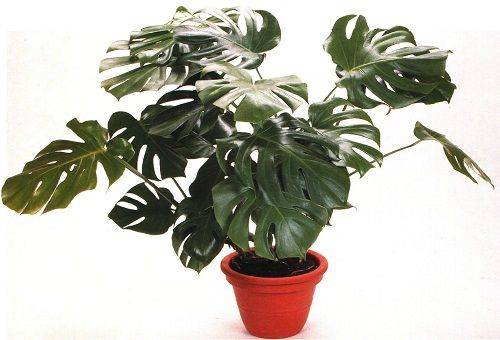 Monstera als Zimmerpflanze