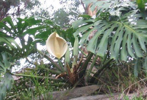 Riesen-Monstera