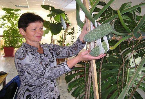 Monstera im Gewächshaus