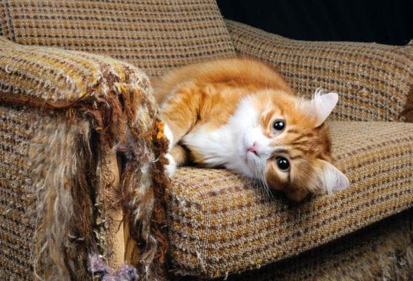 Die Katze hat das Sofa zerkratzt