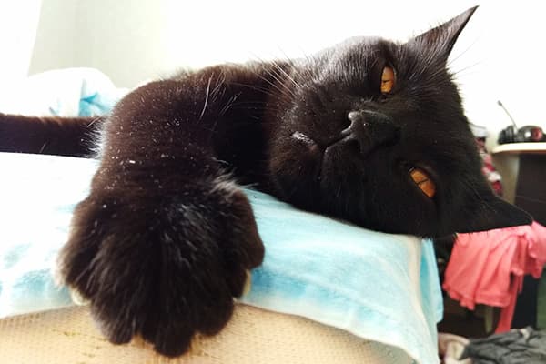 Der Katze ist es im Zimmer zu warm