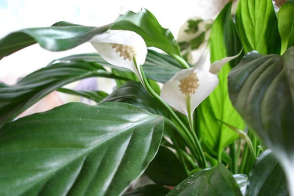 Spathiphyllum wallisii