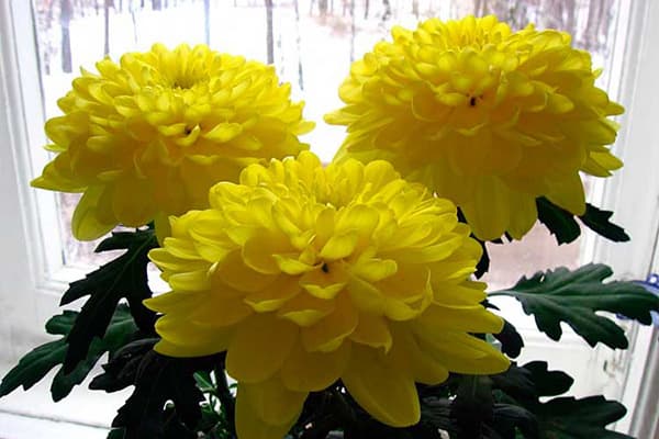 Chrysantheme auf der Fensterbank
