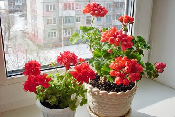 Pelargonie