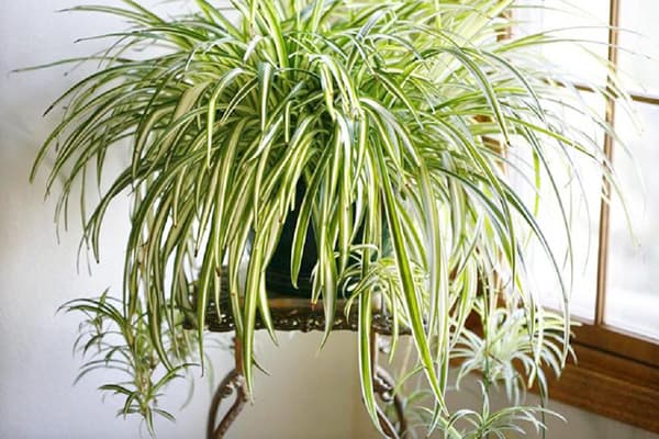 Chlorophytum comosum