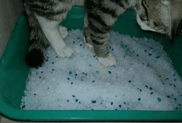Kieselgel in der Katzentoilette