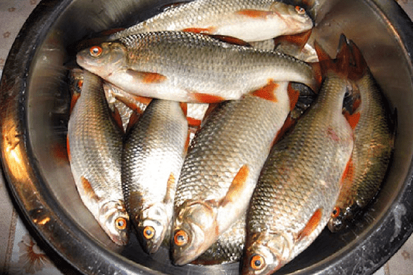 Fisch im Topf
