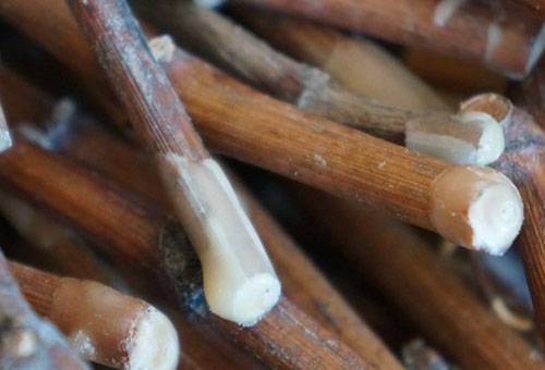 Weinrebstecklinge in Paraffin