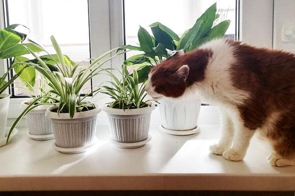 Katze und Blumen