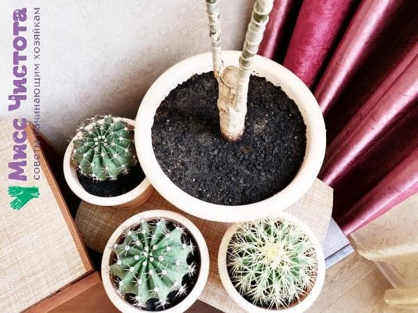 Kakteen und Dracena
