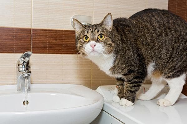 Katze am Waschbecken im Badezimmer