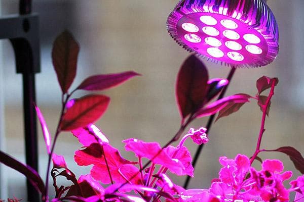 Pflanzen unter einer Pflanzenlampe