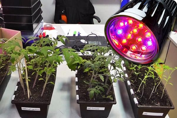 Pflanzenlampe MiniFarmer
