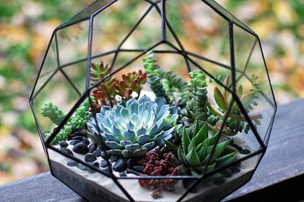 Ein schönes Florarium mit Sukkulenten