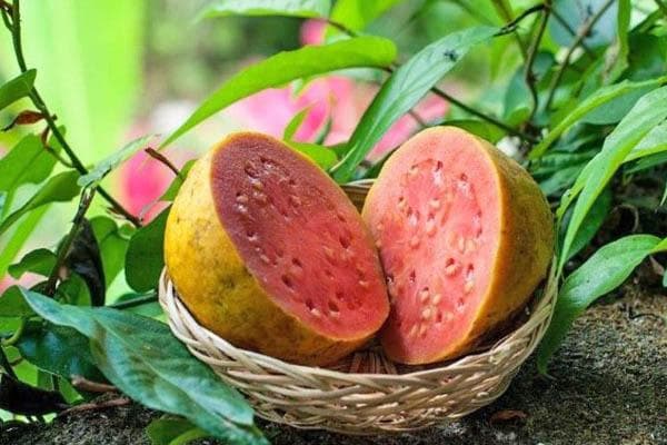 Reife Guave mit rotem Fruchtfleisch