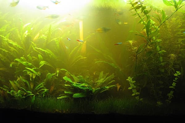 Algen im Aquarium