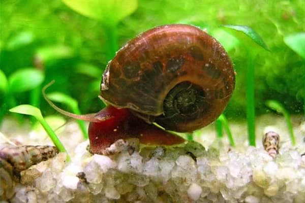 Schnecke im Aquarium