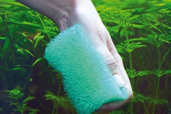 Reinigung der Aquarienscheiben mit einem Schwamm