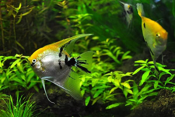 Fische im Aquarium